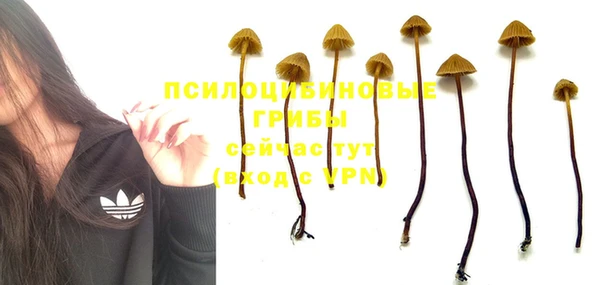 ГАЛЛЮЦИНОГЕННЫЕ ГРИБЫ Бородино
